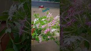 ഇത് phlox വിസ്മയം ❤️#Garden settings #YouTube Trending #Shorts