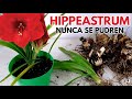 hippeastrum  amaryllis cuidados sustrato  CHUYITO JARDINERO