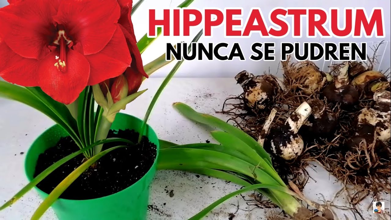 hippeastrum amaryllis cuidados sustrato CHUYITO JARDINERO - YouTube