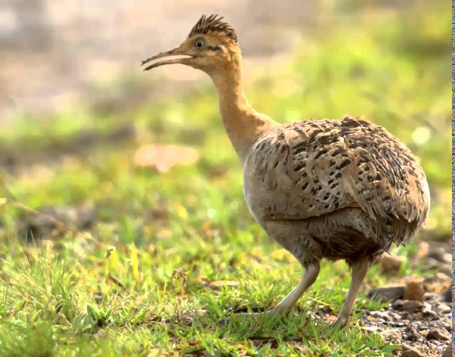 Martineta Colorada o Tinamú Alirrojo Cantando Sonido para Llamar El Mejor