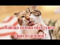 Навіщо котики облизують своїх власників?  Why cats lick their owners?