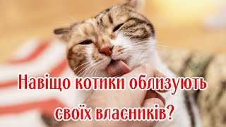 Почему Кошки Вылизывают Своих Хозяев?