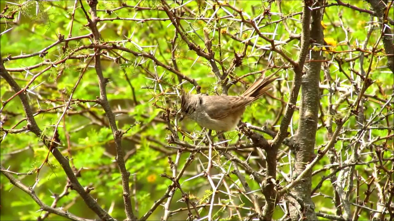 Tufted Tit-Spinetail (Leptasthenura platensis). Uruguay Dec 2014