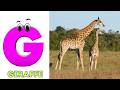 Alphabet Animals Song | Learn the ABC Alphabet Animals Song for Kids | ABC Alphabet Phonics Song