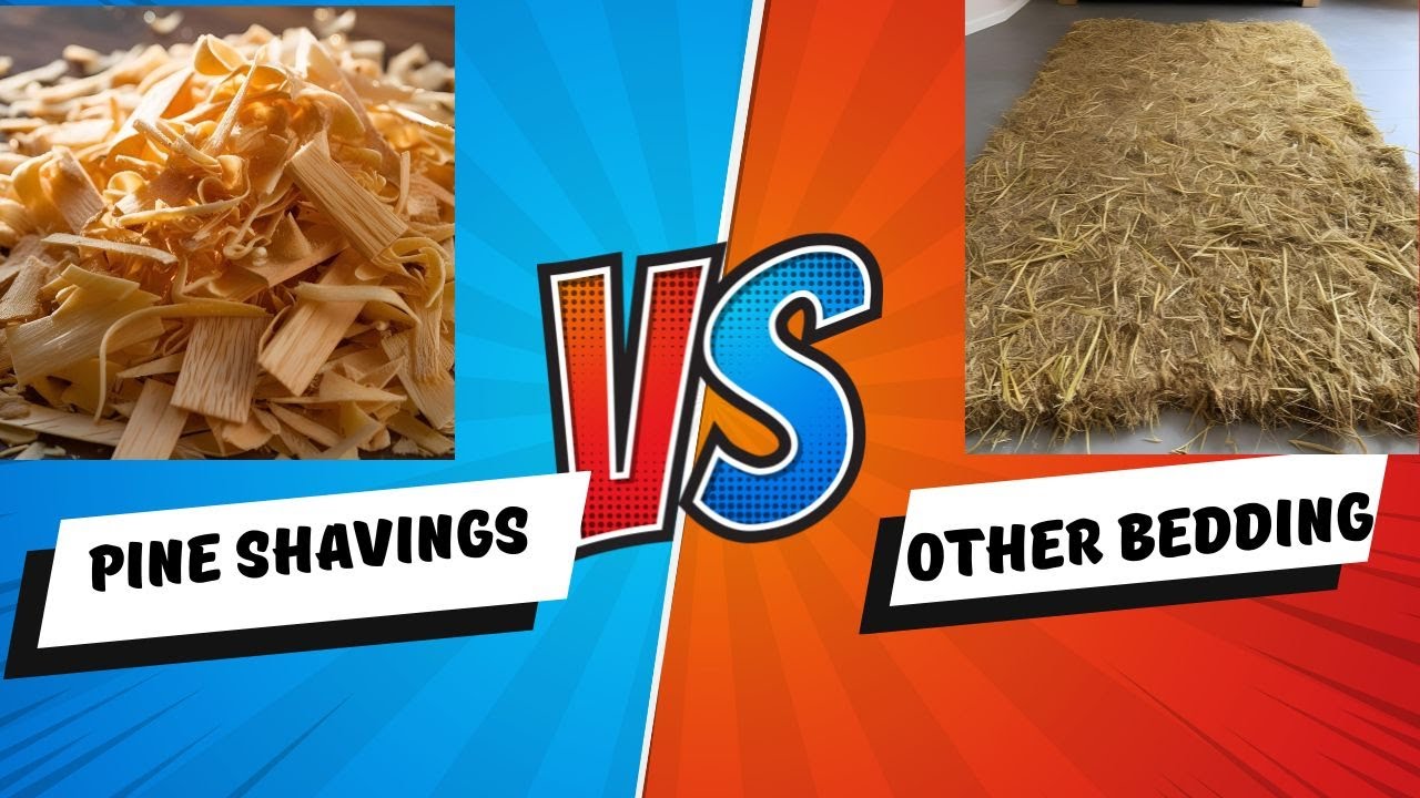 Pine Flake Shavings Vs Other Bedding For Your Coop YouTube pine-flake-shavings-vs-other-bedding-for-your-coop-youtube