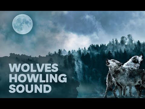 Wolves Howling Sound at the Moon in Nature, Close Up Recording