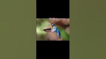FUN FACTS ABOUT HUMMINGBIRDS | AMAZING FACTS FOR KIDS | #animalfacts #learnwithayushman #hummingbird