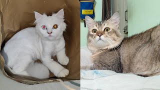 cat video #catvideos 🥰🐈