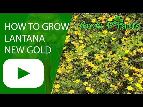 How to grow Lantana new gold