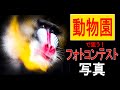 【フォトコンテスト審査員の作例と解説】動物園で狙う！フォトコンテスト写真！※タイトルもあるよ！