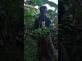 ইঁদুরের বাসা #farmerlife #bananafarm