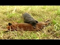 Fox hunting with terriers | Fox digging and predator control - Ultimate Hunting