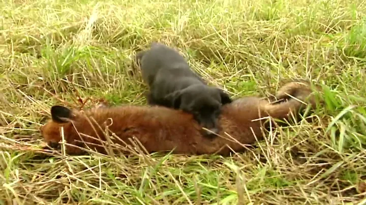 Fox hunting with terriers | Fox digging and predat...