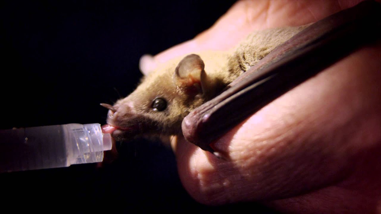 The Bat Man Of Mexico  - Wildscreen Festival 2014 - Submission