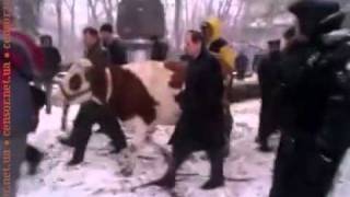 Корова идет в гости к депутатам Корова идет в гости к депутатам
