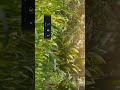 vn tutorial colour grading 🖌️ #vntutorial #colourgrading