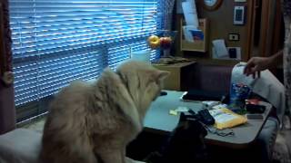 Yes You Can Train Cats Starring Toby & Macy