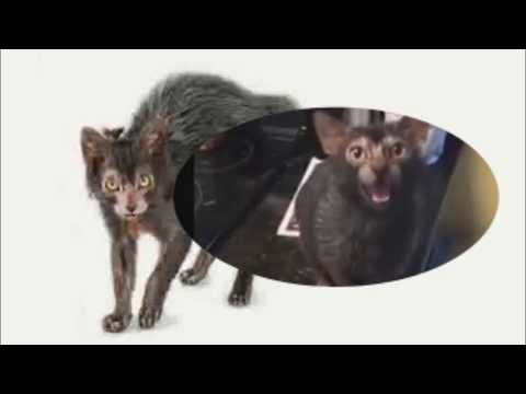 Video: Raza De Gato Lykoi Hipoalergénico, Salud Y Vida útil