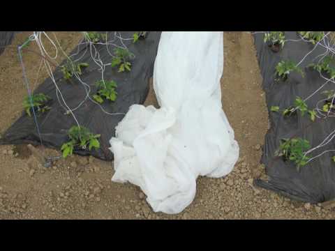 Video: Uloga Kalija U Održavanju Plodnosti Tla. Kako To Uravnotežiti
