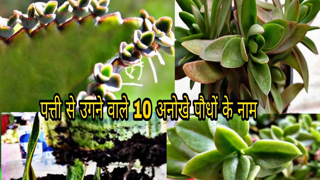 पत्ती से उगने वाले 10 अनोखे पौधों के नाम/ 10 Plant Grow From Single Leaf/ Leaf Growing Plants Name/