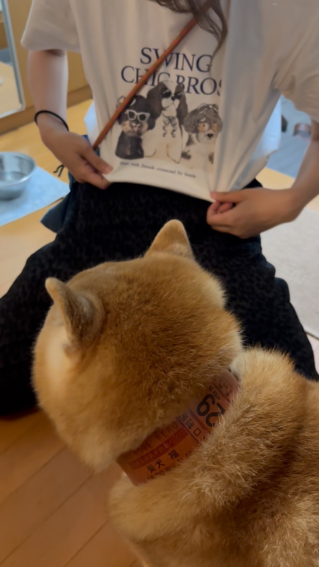 shiba_さん Shiba Inu Fuku is not interested in his sister's silly T-shirt