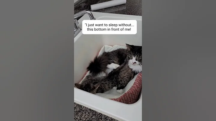Watch the video about Bottom free🥰 #cats #catlovers #catvideos #funny #kitten #cute #cutecat #kitty #viralvideos #catlife