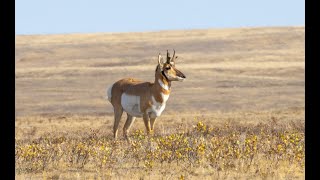 Fastest Land Mammal in North America Stopped by Fences?