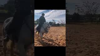 I don't like using draw reins but my training said to put them on and he's not my horse so you know🙃