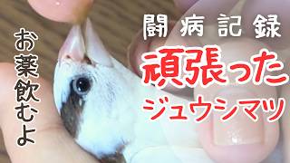 手乗りにする方法】大人ジュウシマツが4か月間でべた慣れの手乗りに