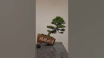 Quick clean🌲#bonsai #juniper #fyp #fy #prune #angle #change #diy #wire #bend #style #how #to