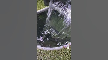 Thumbnail of Aquascaping has never been easier