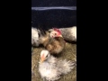 Youtube Thumbnail title