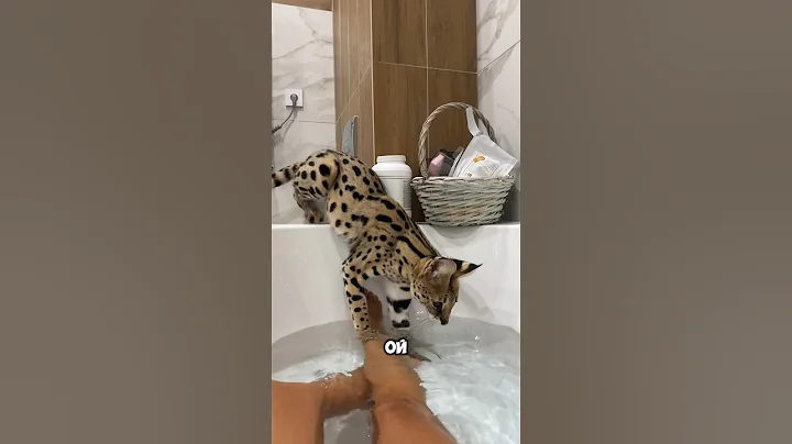 Video 11733961: domesticated serval, leopard, cat bath, cat water