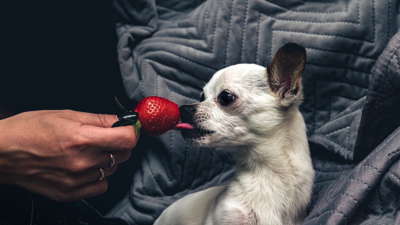 Can dog eat strawberry? 🍓 | A Comprehensive Guide to Dogs and Strawberries
