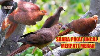 🟡suara pikat burung uncal || merpati merah /tekukur merah paling ampuh