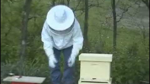 Installing Package of Bees for the First Time