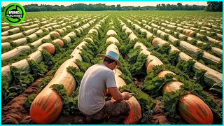 The Most Modern Agriculture Machines That Are At Another Level , How To Harvest Pumkins In Farm ▶11