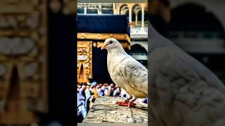 Kaabay k kabootar❤️ #islam #trending #animation #shorts @islam_populer99