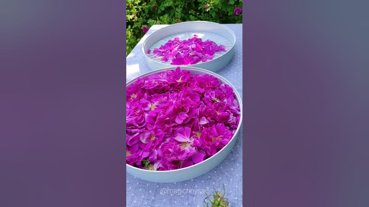 Чайна троянда, збір пелюсток на чай. #їстівніквіти #ружа #roses #квіти ...