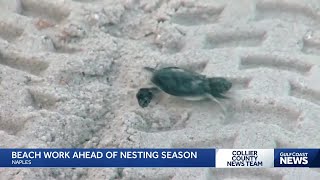 Work for turtle protection on Naples beaches gets underway ahead of sea turtle nesting season