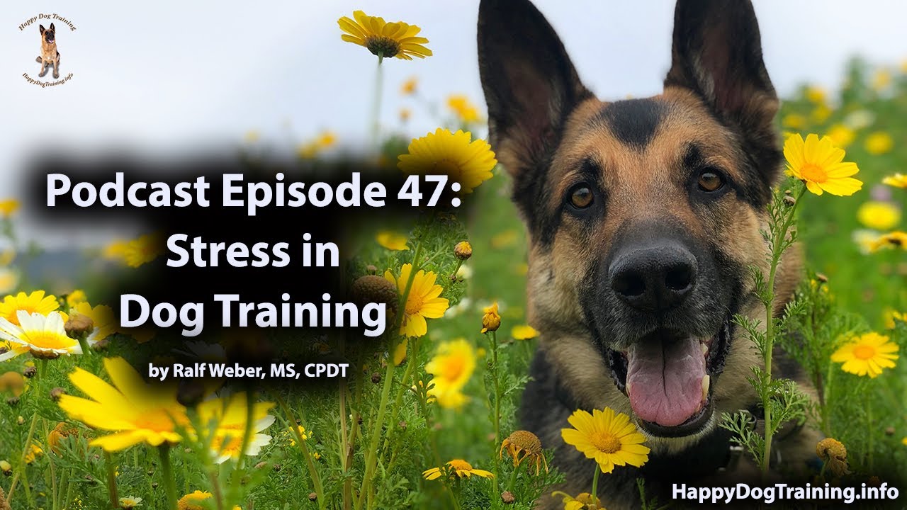 Stress in Dog Training - YouTube