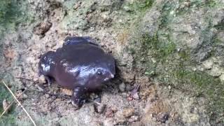 Opening To Happy Feet 1997 Vhs Real Not Fake