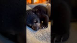 5 years ago, my best friend saved a freezing bear cub  Today, we went back to the woods not knowing