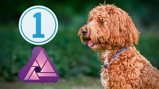 Puppy Edit with Capture One Pro & Affinity Photo screenshot 2