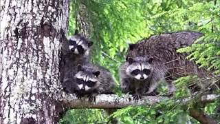 Raccoon Babies Up a Tree, 62714