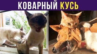 Приколы. КОВАРНЫЙ КУСЬ | Мемозг #126 Приколы. КОВАРНЫЙ КУСЬ | Мемозг #126