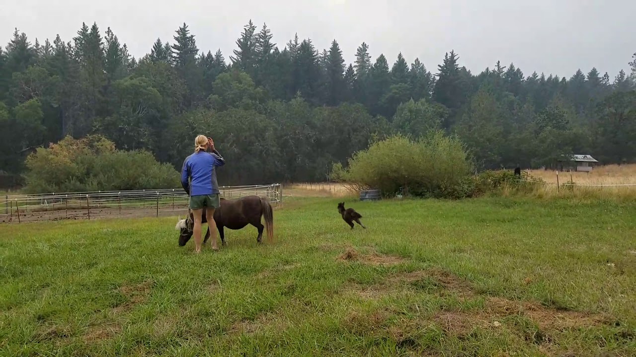 camera iphone 8 plus apk Baby miniature horse Lucy