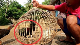 Cara menjinakkan ayam hutan hijau hasil tangkapan
