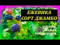 Обзор самой сладкой безшипой ежевики сорта Джамбо. Как выращивать ежевику. Обзор сортов ежевики.