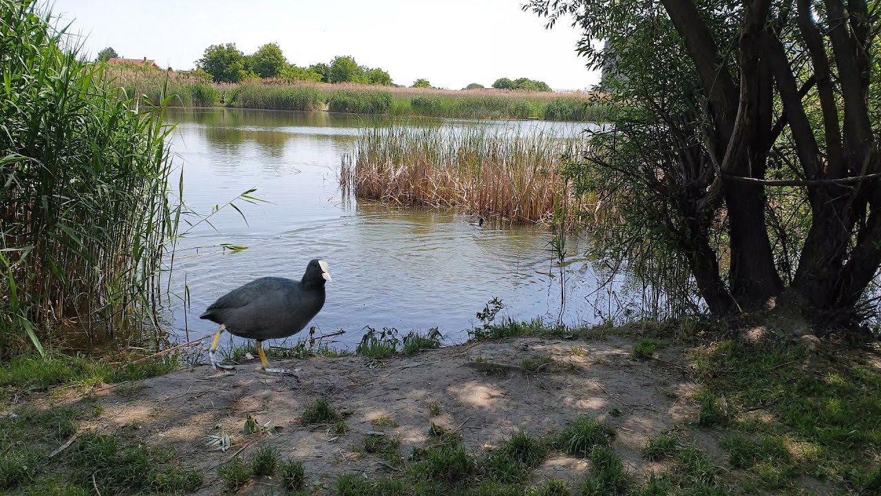 Eurasian coot is a very cautious bird